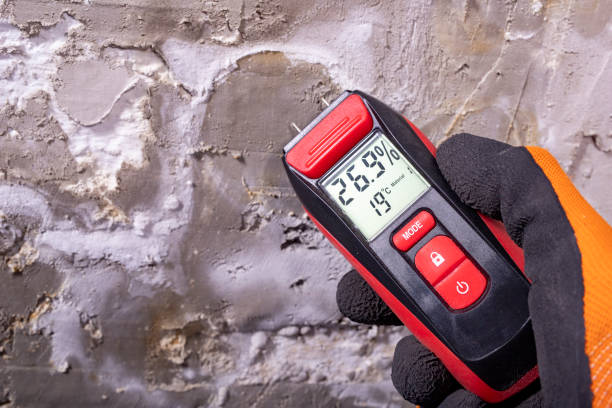 Best Black Mold Removal  in Lannon, WI