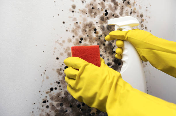 Attic Mold Removal in Lannon, WI