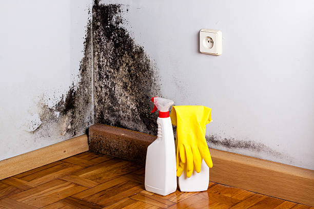 Best Mold Removal Company Near Me  in Lannon, WI